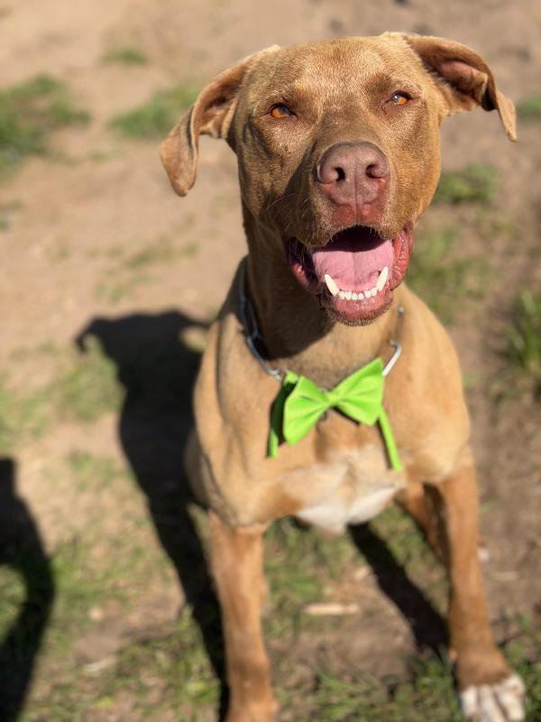 Zoro, splendido Pitbull Red Nose Foto 4